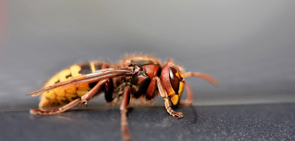Aziatische hoornaar gezien? Meld dit op waarneming.nl